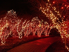 037 Toledo Zoo Light Show [2008 Dec 27]